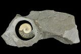 Ammonite (Asteroceras) Fossil - Glows When Backlit! #171258-5